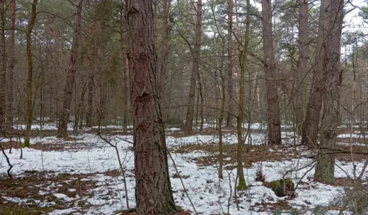 Działka leśna Kozodrza