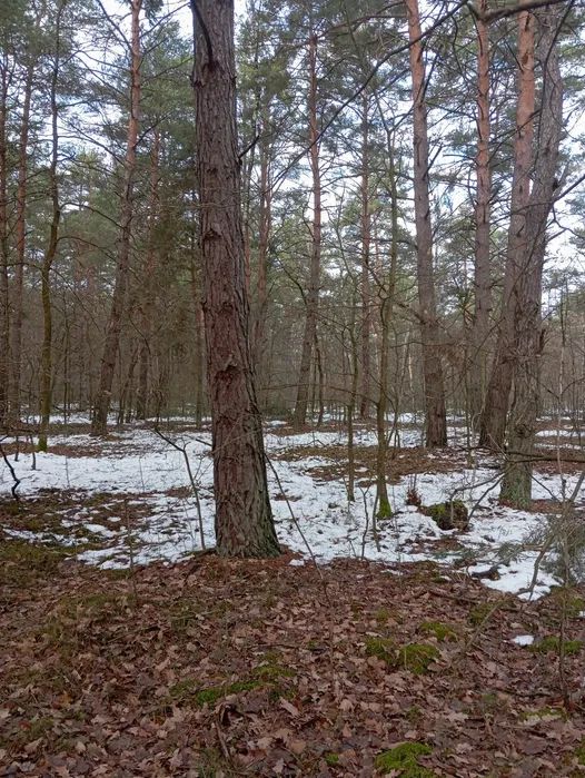 Działka leśna Kozodrza. Zdjęcie 1