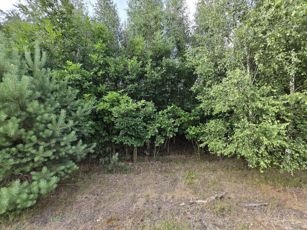 Działka leśna Brody, ul. Kwiatowa. Zdjęcie 4