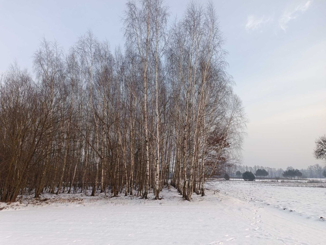 Działka rolna Bieliny. Zdjęcie 2