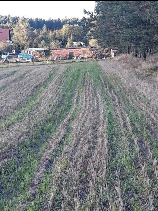 Działka budowlana Wolwark Laski. Zdjęcie 2