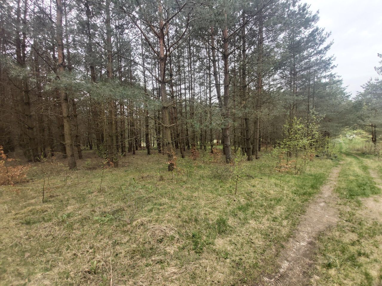 Działka leśna Ruś. Zdjęcie 6