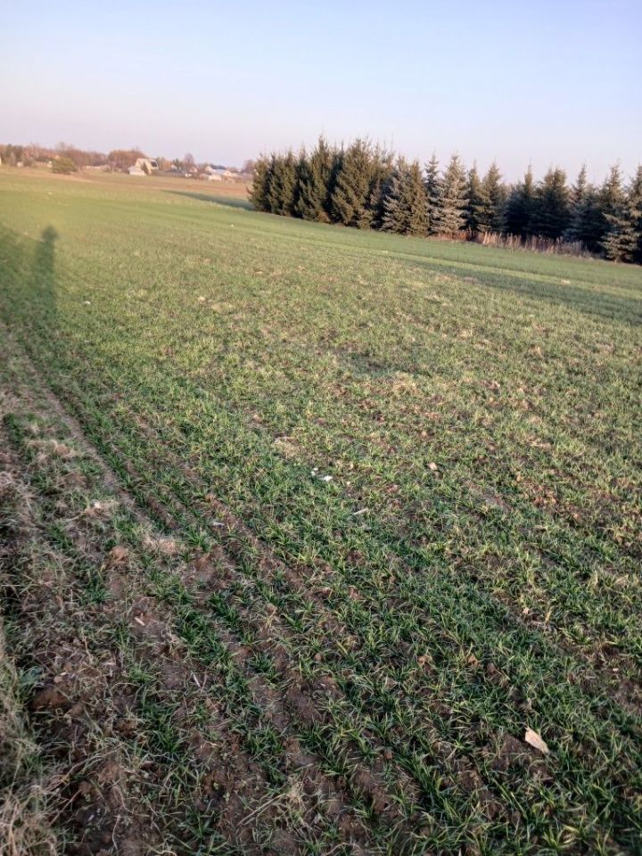 Działka budowlana Franciszków. Zdjęcie 7