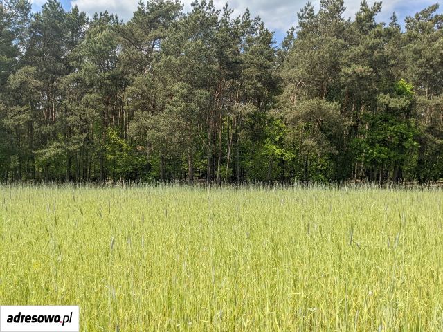 Działka budowlana Sułocin-Towarzystwo. Zdjęcie 1