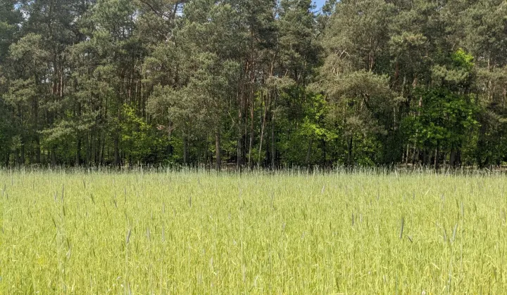 Działka budowlana Sułocin-Towarzystwo