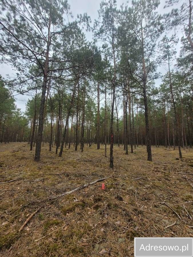 Działka leśna Łaz. Zdjęcie 7