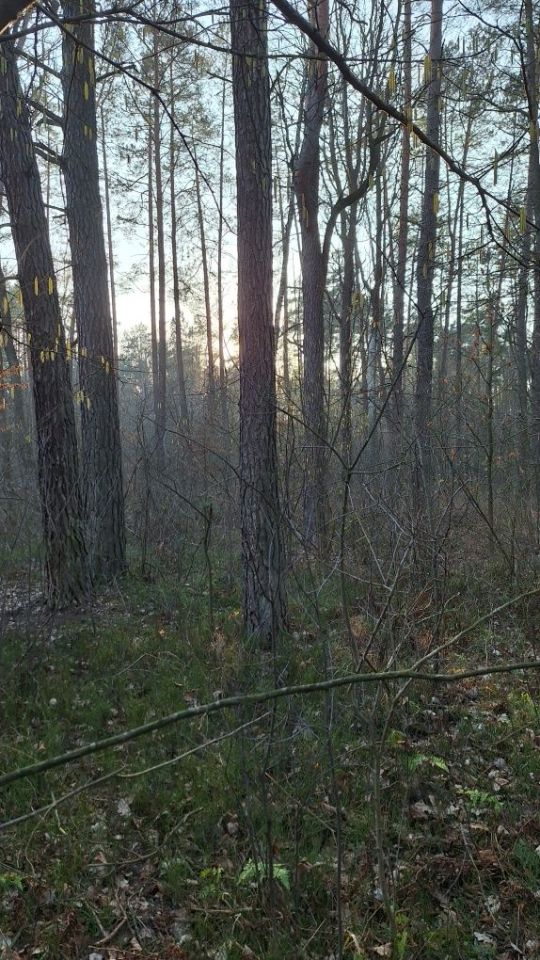 Działka leśna Przesmyki. Zdjęcie 6