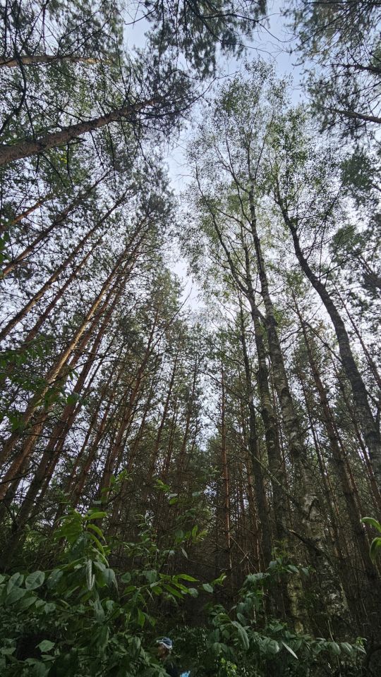 Działka leśna Janowo, ul. Przasnyska. Zdjęcie 5