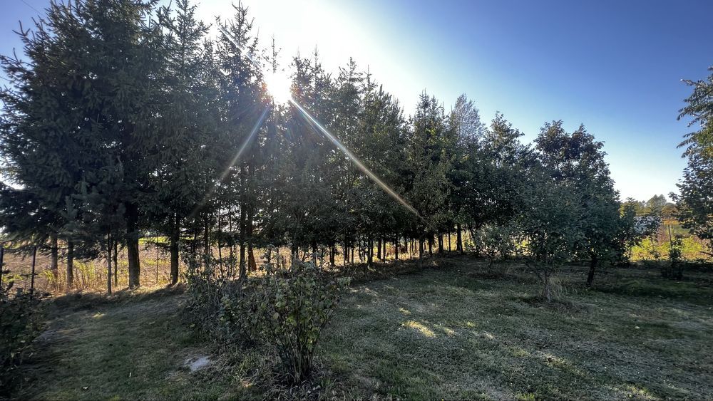 Działka budowlana Podzamcze kolonia. Zdjęcie 2