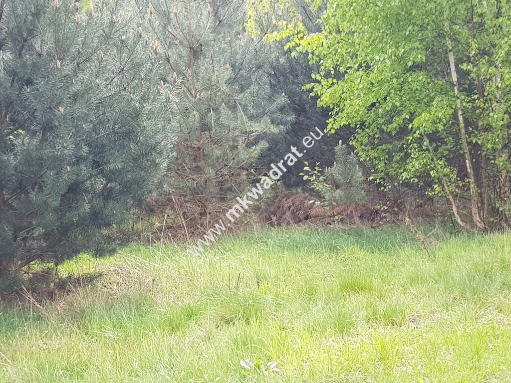 Działka rolna Korabiewice. Zdjęcie 7