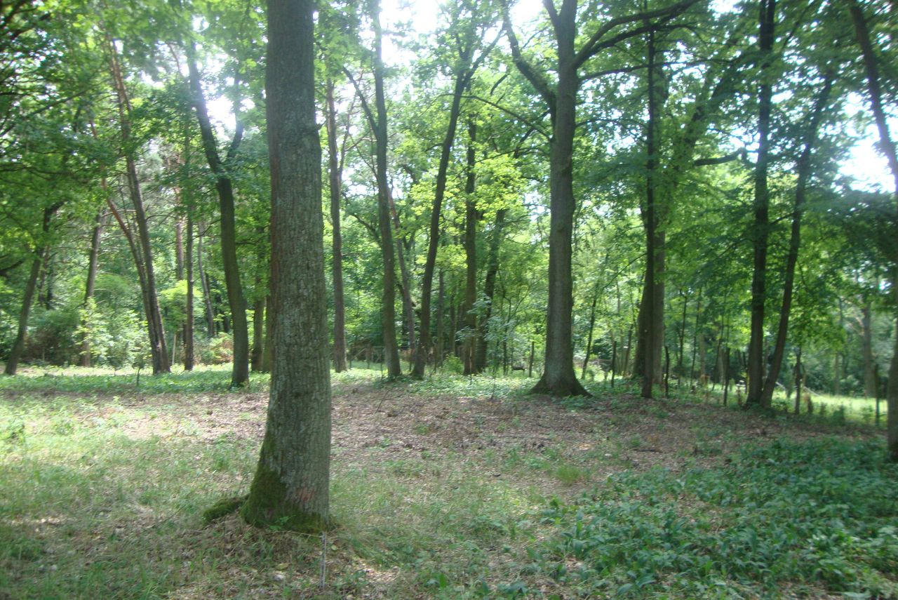 Działka budowlana Józefów Dębinka, ul. Daleka. Zdjęcie 17