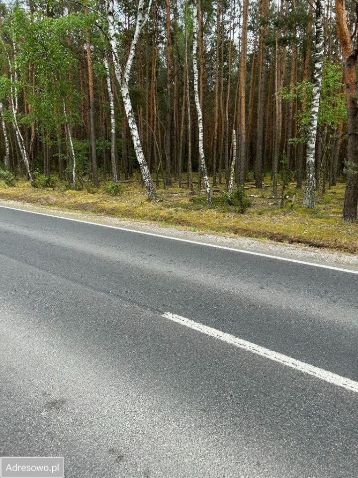 Działka leśna Jasionna. Zdjęcie 8