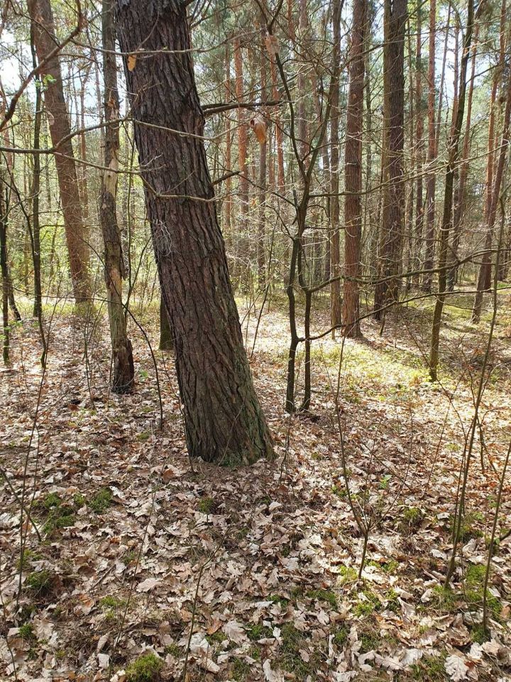 Działka leśna Leżajsk. Zdjęcie 3
