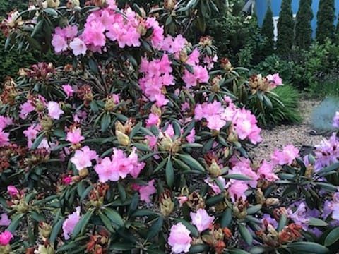 Działka rod Jagodowo osada leśna. Zdjęcie 3