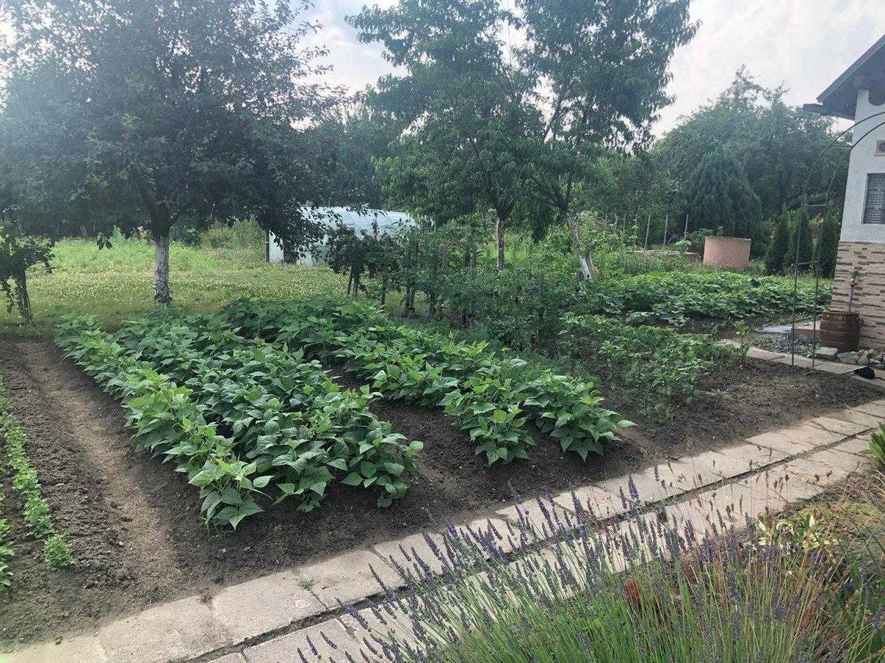 Działka rod Bolesławiec, ul. Tadeusza Kościuszki. Zdjęcie 3