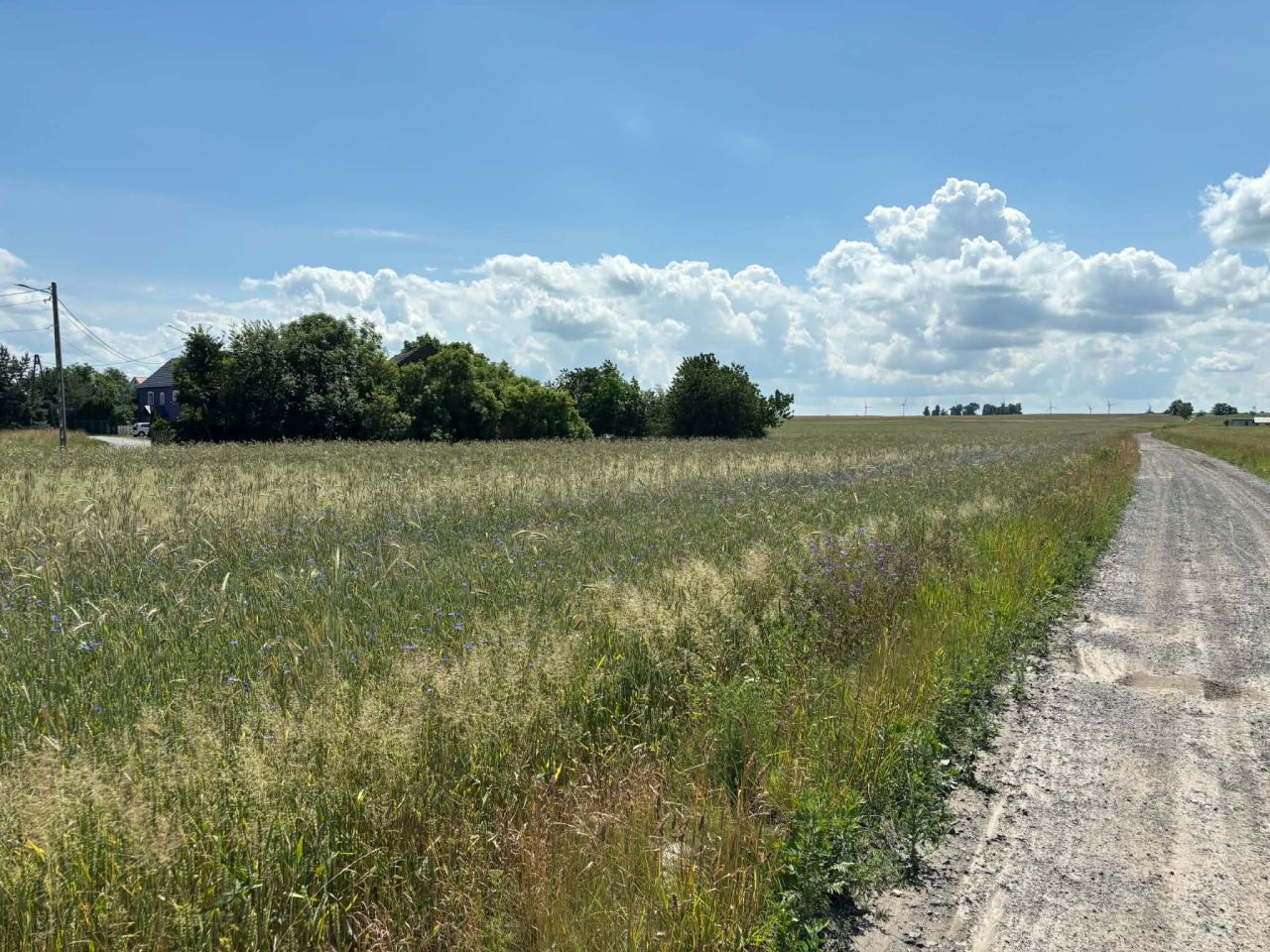 Działka budowlana Konradówka Gołaczów. Zdjęcie 2