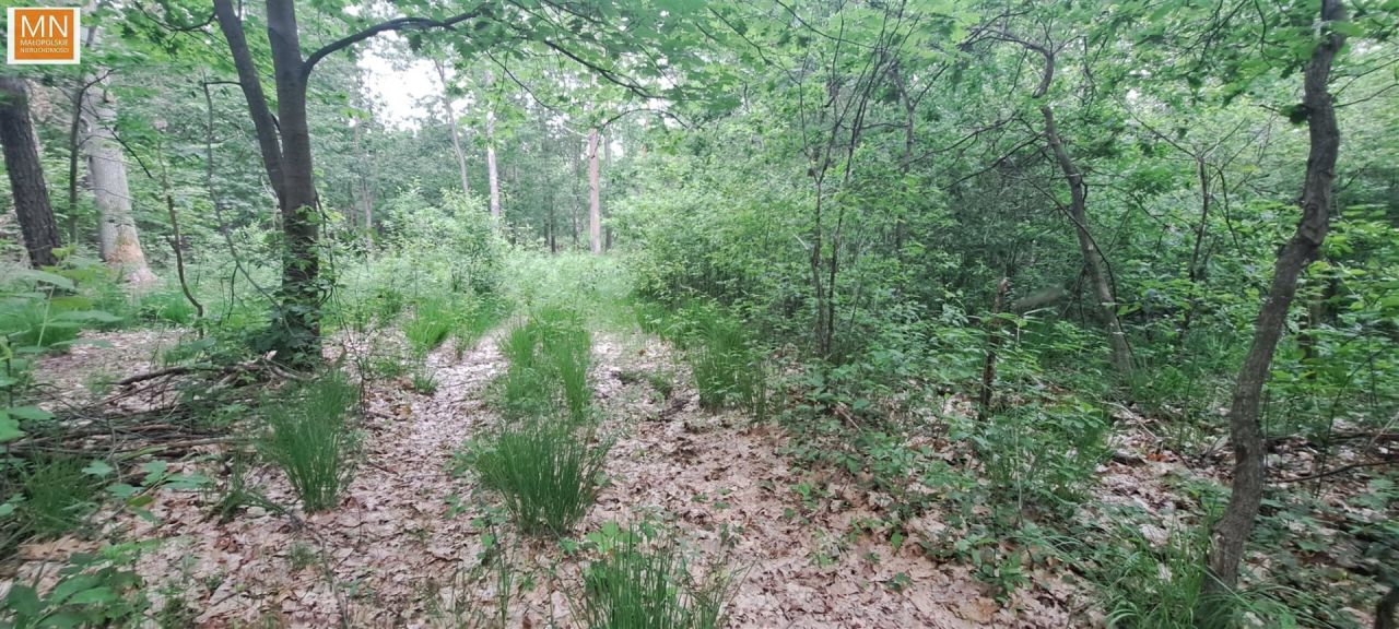 Działka leśna Borzęcin. Zdjęcie 3