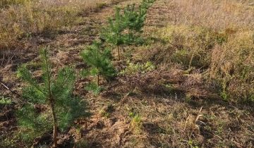 Działka budowlana Świekatowo