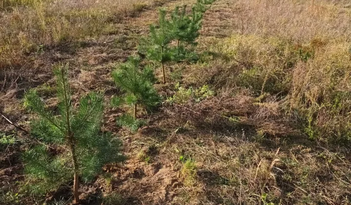 Działka budowlana Świekatowo