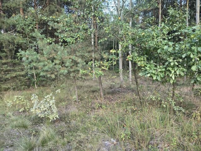 Działka budowlana Czarna, ul. Witosa. Zdjęcie 1