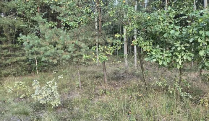 Działka budowlana Czarna, ul. Witosa