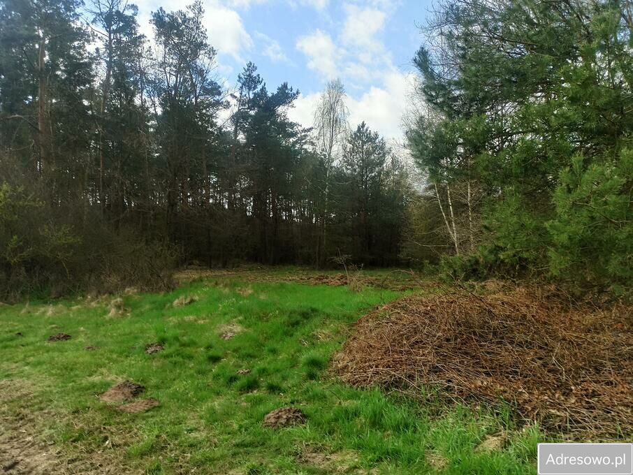 Działka leśna Hipolitów. Zdjęcie 4