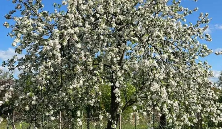 Działka rod Świdnica