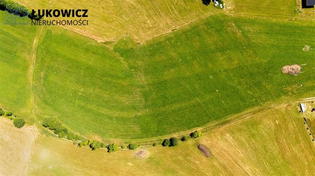 Działka leśna Pieniążkowice. Zdjęcie 15