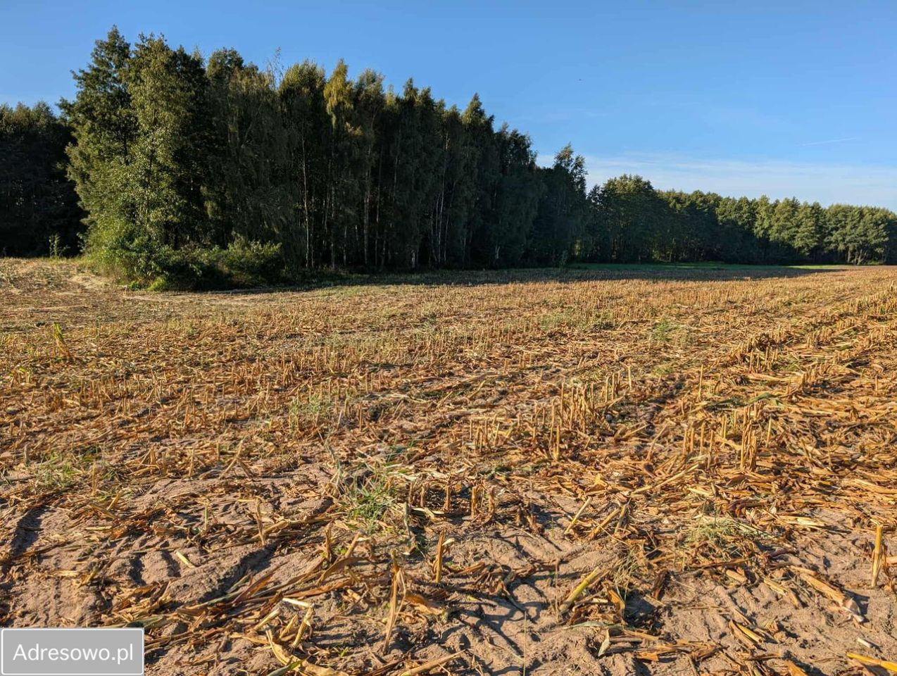 Działka budowlana Serock, ul. Leśna. Zdjęcie 5