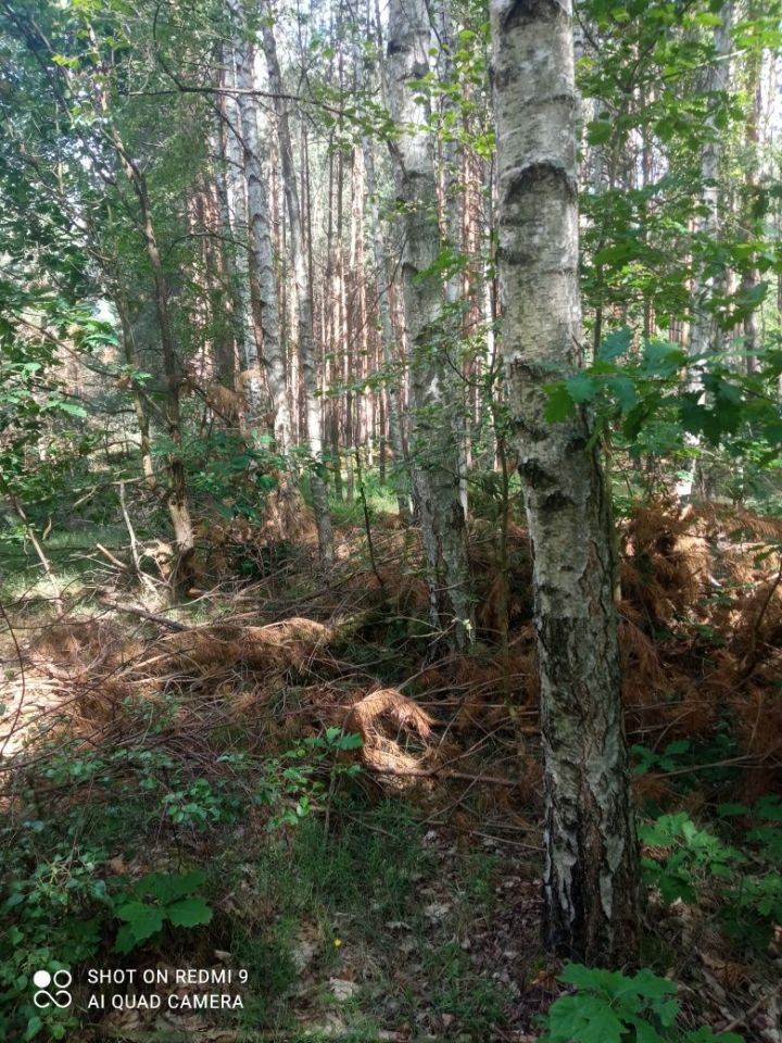 Działka leśna Janik. Zdjęcie 4