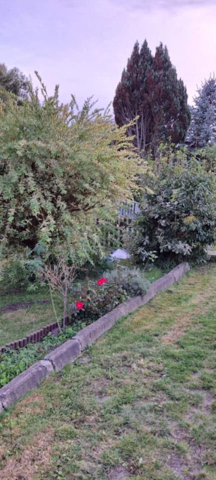 Działka rod Zgierz, ul. Piaskowa. Zdjęcie 3