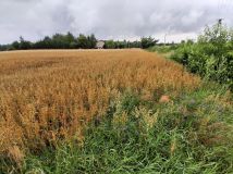 Działka rolna Grońsko. Zdjęcie 1