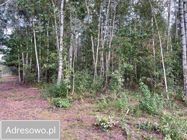 Działka leśna Baczki. Zdjęcie 10