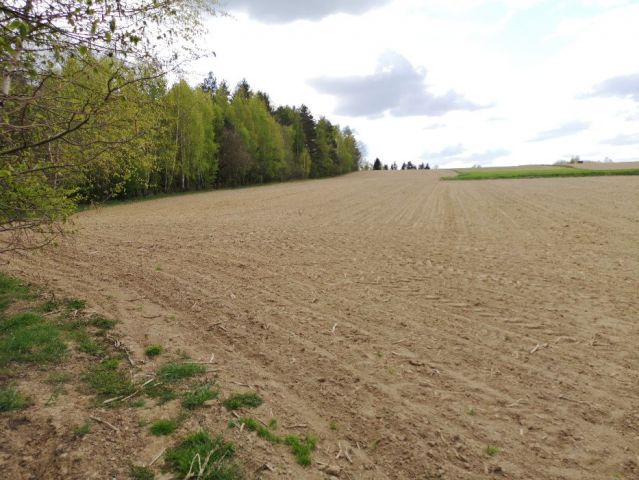 Działka rolna Borzęta. Zdjęcie 1