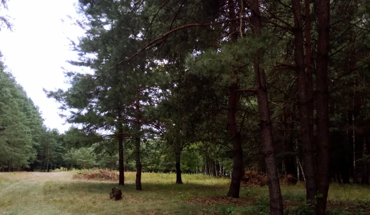 Działka rekreacyjna Władzin, ul. Siennicka