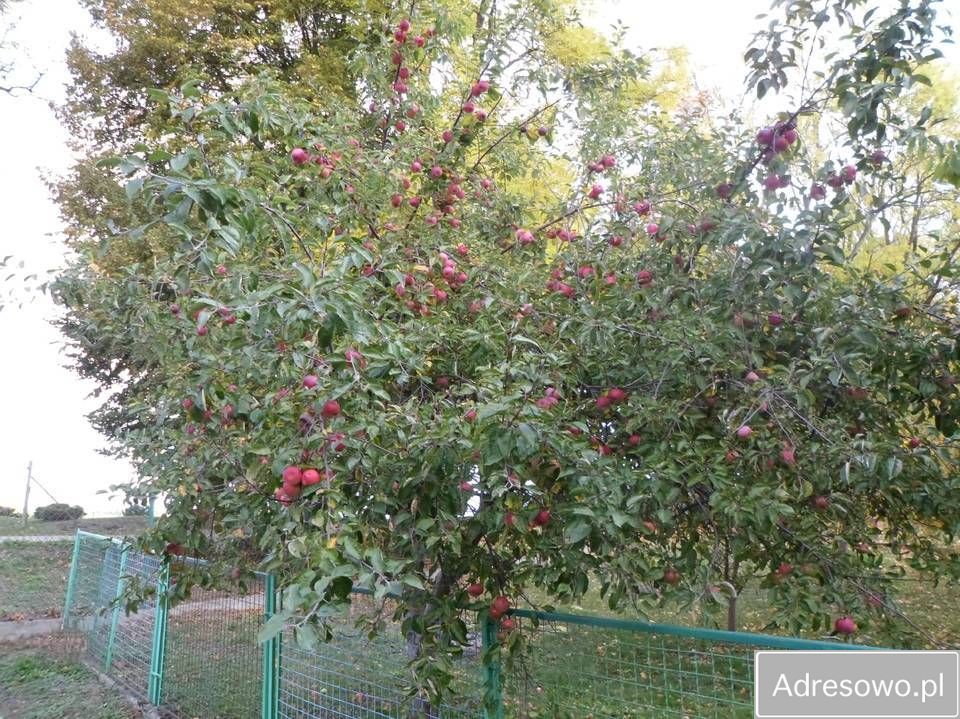 dom wolnostojący, 2 pokoje Kozłowo. Zdjęcie 7