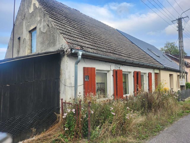 bliźniak Lotyń. Zdjęcie 1