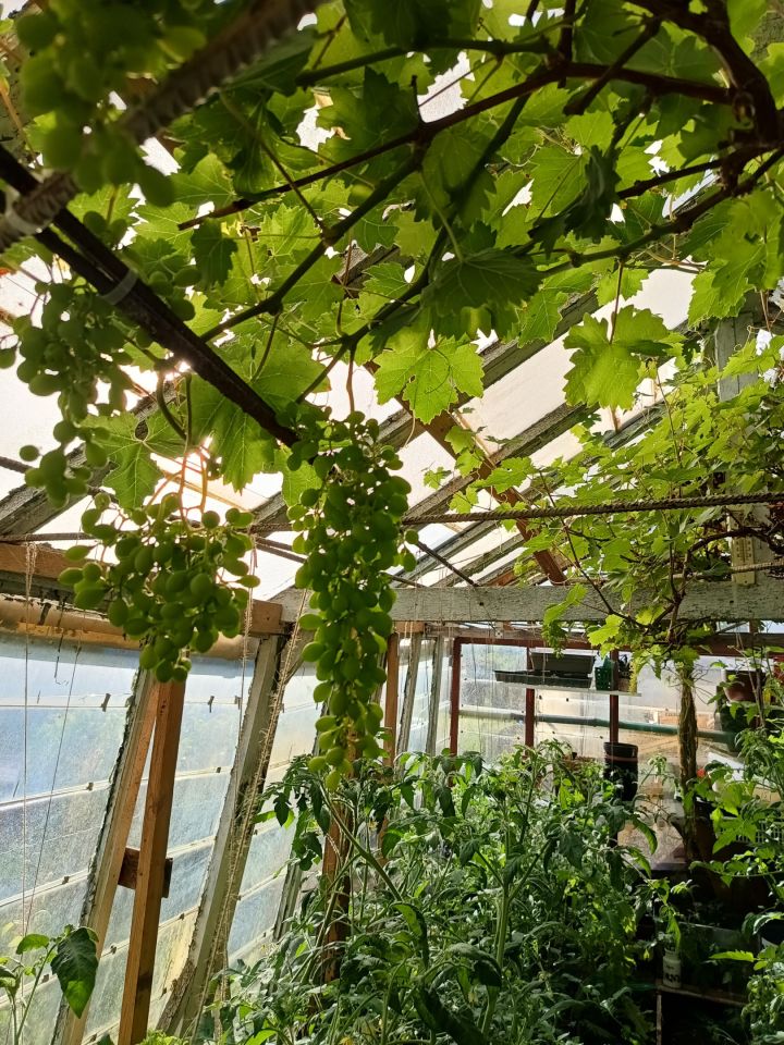 Działka rod Gdynia Chylonia, ul. Hutnicza. Zdjęcie 11