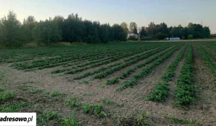Działka budowlana Płonki