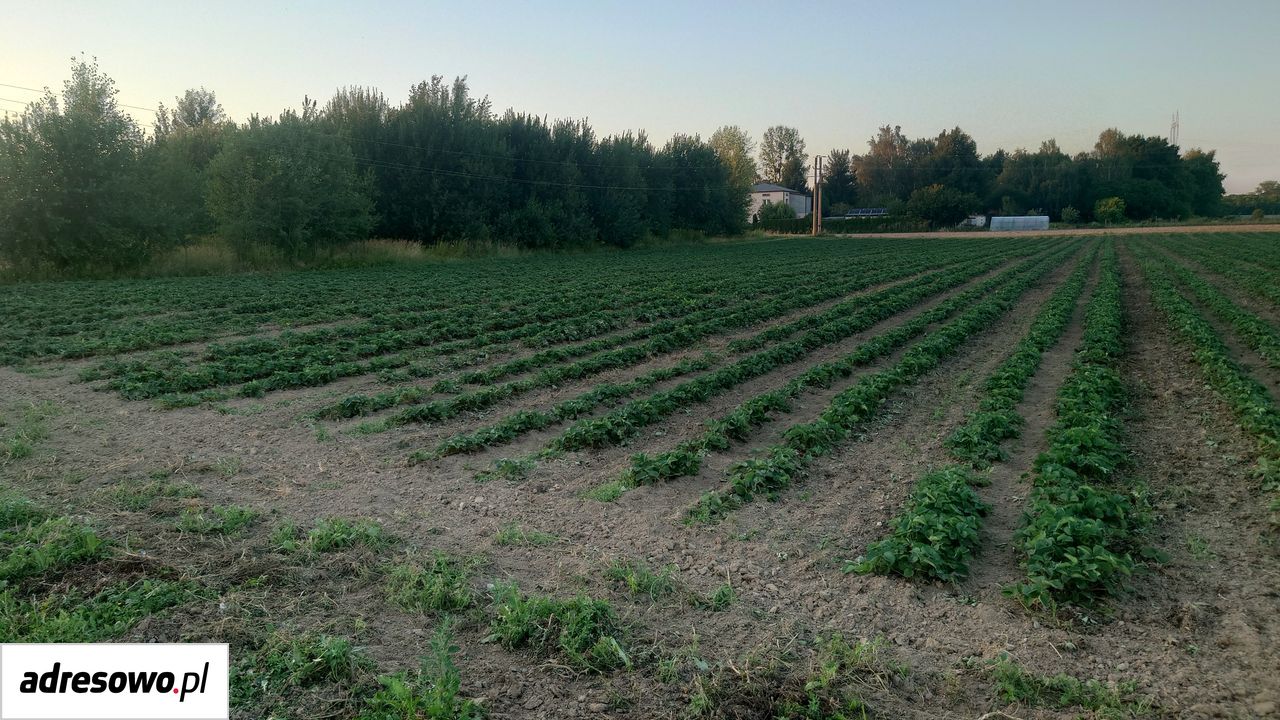 Działka budowlana Płonki. Zdjęcie 1