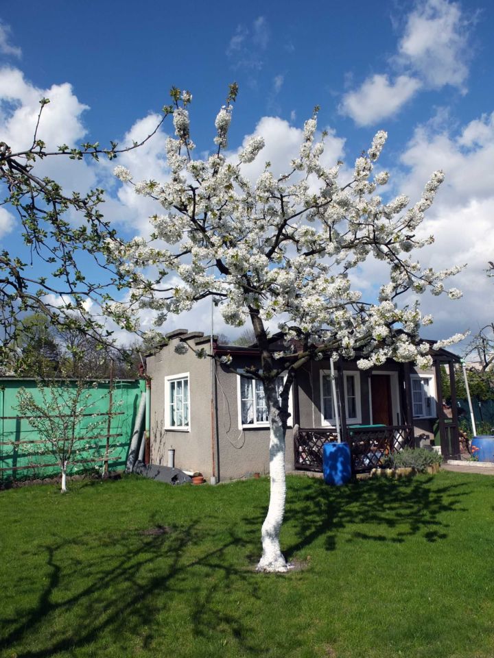 Działka rod Gniezno Konikowo. Zdjęcie 4