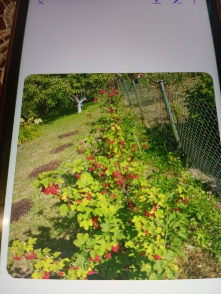 Działka rod Rogówko. Zdjęcie 5