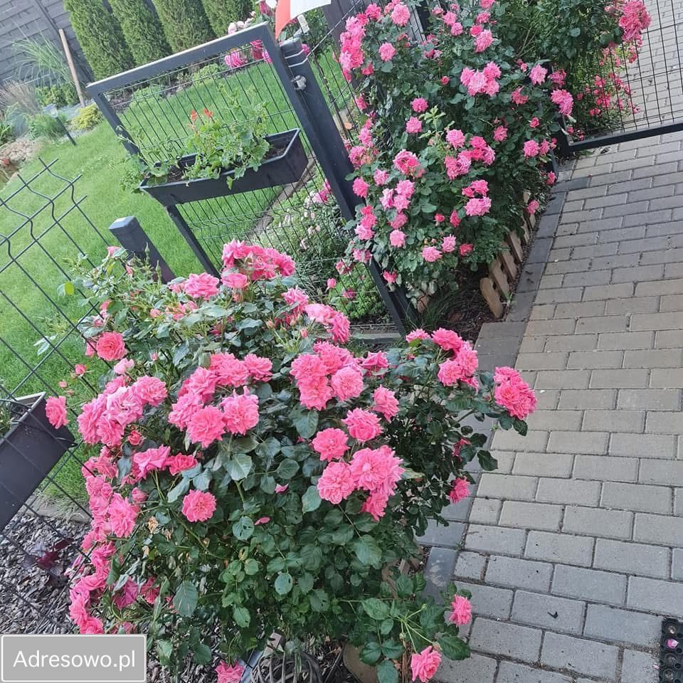 bliźniak, 4 pokoje Pucice, ul. Goleniowska. Zdjęcie 7