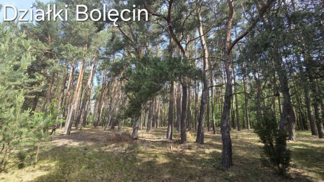 Działka rekreacyjna Bolęcin. Zdjęcie 5