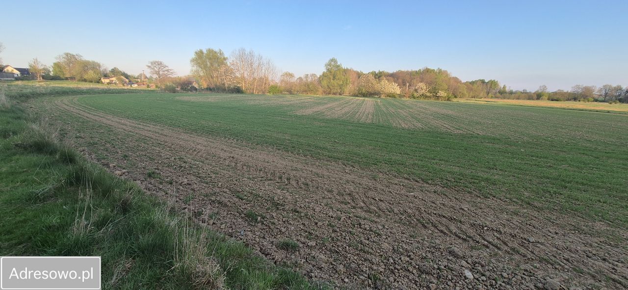 Działka rolna Wielichowo. Zdjęcie 5