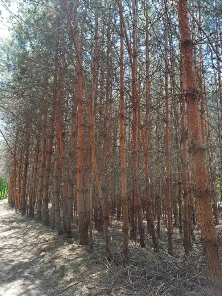 Działka leśna Bieliny. Zdjęcie 4