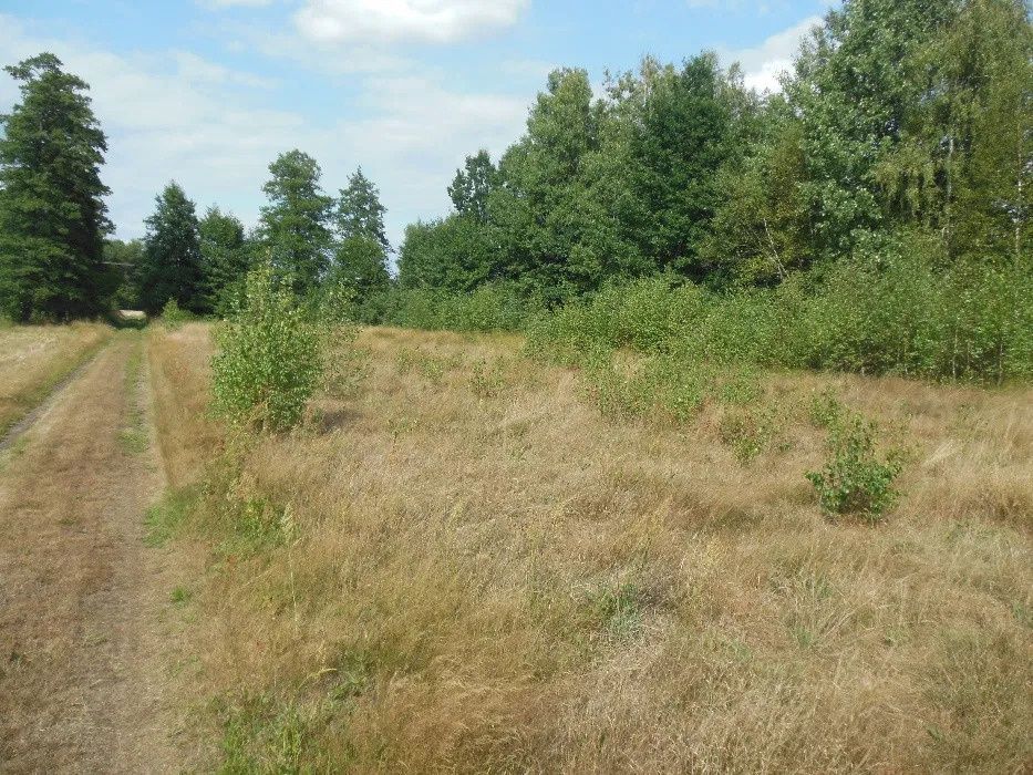 Działka budowlana Zabiełłów. Zdjęcie 3