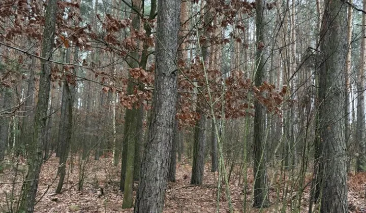 Działka leśna Soćki