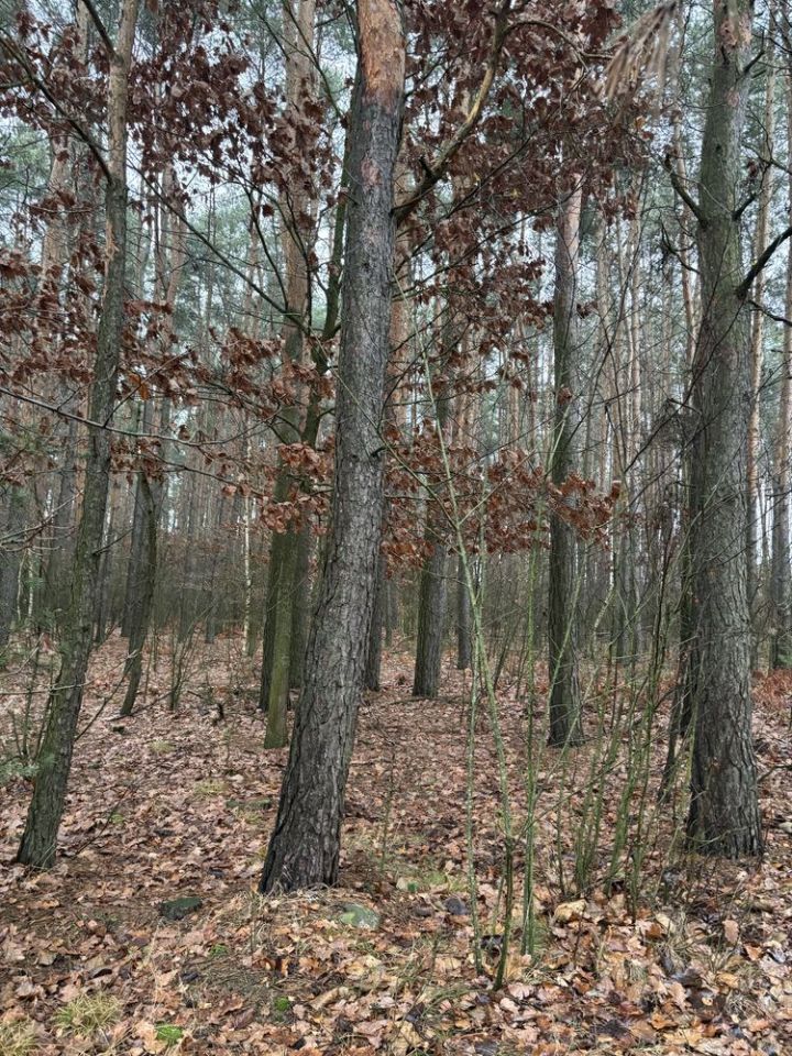 Działka leśna Soćki