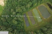 Działka leśna Miszewo. Zdjęcie 1